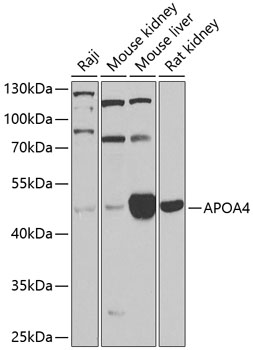 APOA4 Polyclonal Antibody (50 µl)