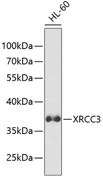 XRCC3 Polyclonal Antibody (50 µl)