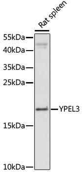 YPEL3 Polyclonal Antibody (50 µl)