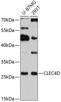CLEC4D Polyclonal Antibody (50 µl)