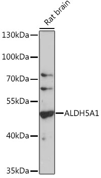 ALDH5A1 Polyclonal Antibody (100 µl)
