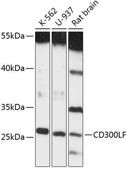 CD300LF Polyclonal Antibody (100 µl)
