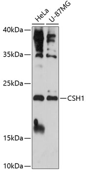 CSH1 Polyclonal Antibody (100 µl)