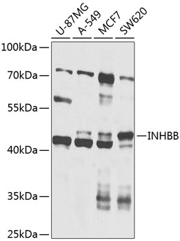INHBB Polyclonal Antibody (50 µl)