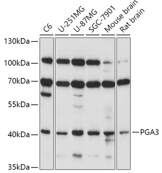 PGA3 Polyclonal Antibody