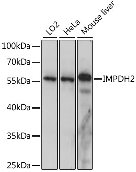 IMPDH2 Polyclonal Antibody (50 µl)