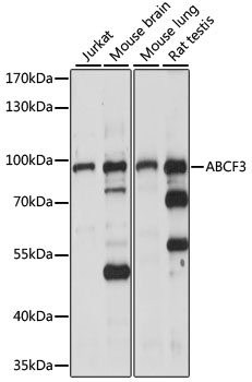 ABCF3 Polyclonal Antibody (50 µl)