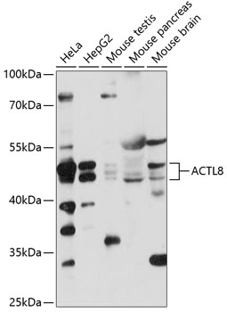 ACTL8 Polyclonal Antibody (100 µl)