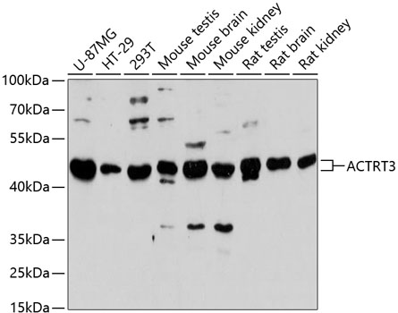 ACTRT3 Polyclonal Antibody (100 µl)