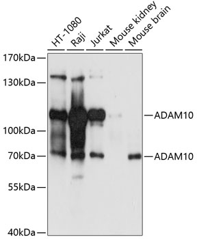 ADAM10 Polyclonal Antibody (50 µl)