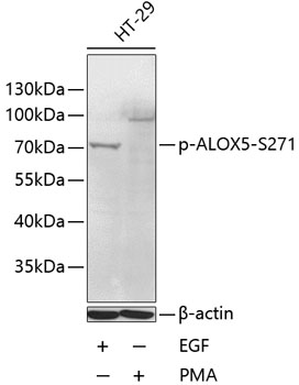 Phospho-ALOX5-S271 Polyclonal Antibody