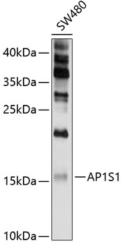 AP1S1 Polyclonal Antibody (100 µl)