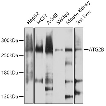 ATG2B Polyclonal Antibody (100 µl)