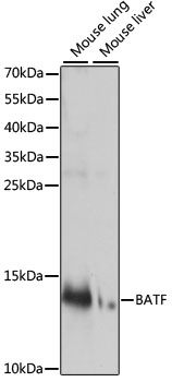 BATF Polyclonal Antibody (50 µl)
