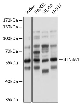 BTN3A1 Polyclonal Antibody (100 µl)