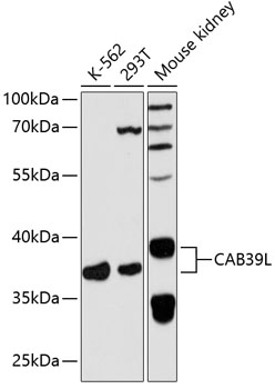 CAB39L Polyclonal Antibody (100 µl)