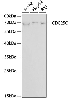CDC25C Polyclonal Antibody (100 µl)