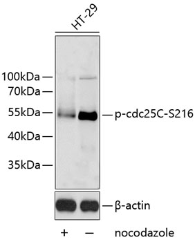 Phospho-cdc25C-S216 Polyclonal Antibody (50 µl)