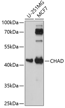 CHAD Polyclonal Antibody (50 µl)