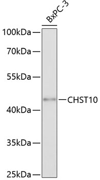 CHST10 Polyclonal Antibody (100 µl)