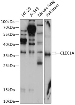 CLEC1A Polyclonal Antibody (50 µl)