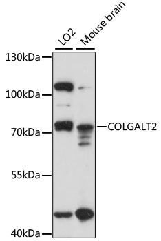 COLGALT2 Polyclonal Antibody (50 µl)