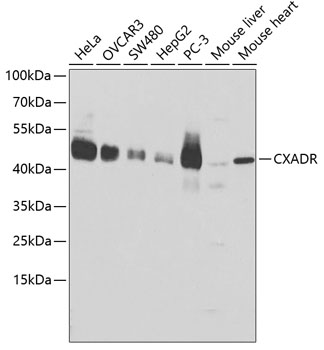 CXADR Polyclonal Antibody (100 µl)