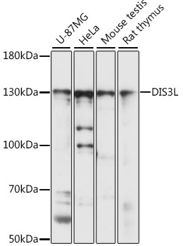 DIS3L Polyclonal Antibody (100 µl)