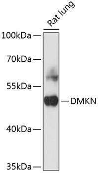 DMKN Polyclonal Antibody (50 µl)