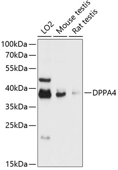 DPPA4 Polyclonal Antibody (100 µl)