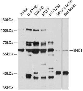 ENC1 Polyclonal Antibody (50 µl)