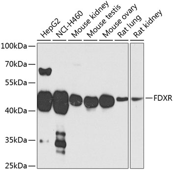 FDXR Polyclonal Antibody (50 µl)