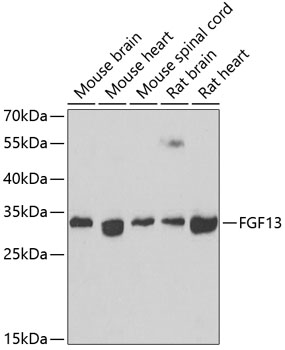 FGF13 Polyclonal Antibody (100 µl)