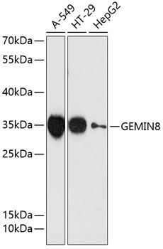 GEMIN8 Polyclonal Antibody (100 µl)