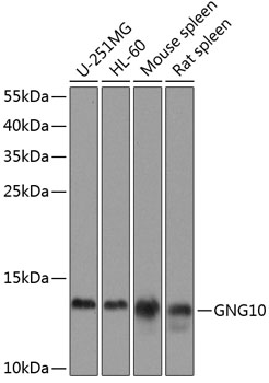 GNG10 Polyclonal Antibody (100 µl)