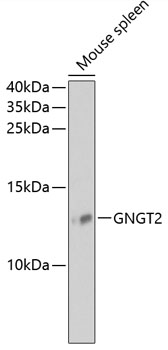 GNGT2 Polyclonal Antibody (100 µl)