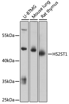 HS2ST1 Polyclonal Antibody (50 µl)