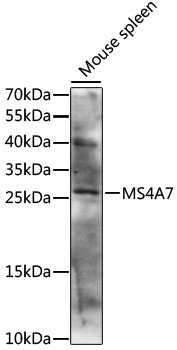 MS4A7 Polyclonal Antibody