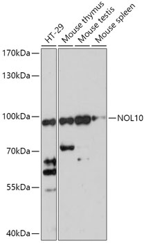 NOL10 Polyclonal Antibody (100 µl)