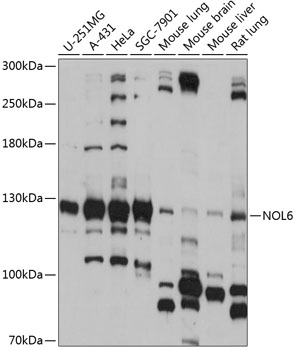 NOL6 Polyclonal Antibody (100 µl)