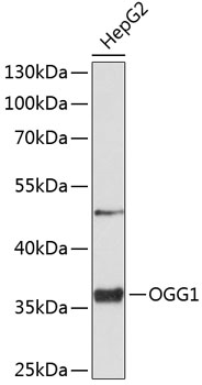OGG1 Polyclonal Antibody (100 µl)