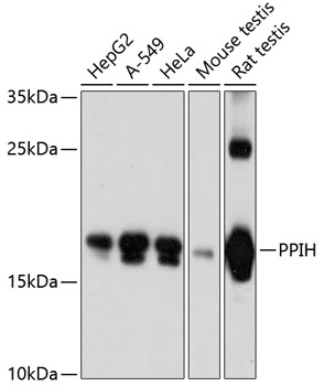 PPIH Polyclonal Antibody
