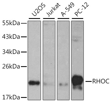 RHOC Polyclonal Antibody (100 µl)