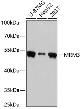 MRM3 Polyclonal Antibody (100 µl)