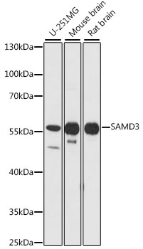 SAMD3 Polyclonal Antibody