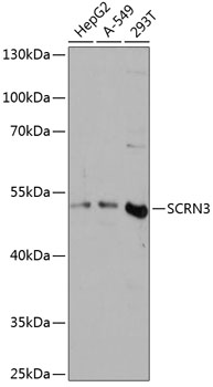 SCRN3 Polyclonal Antibody