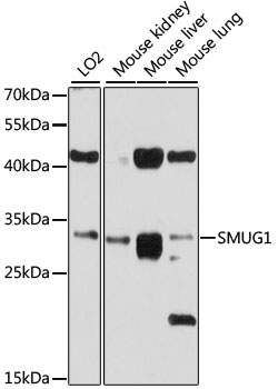 SMUG1 Polyclonal Antibody (50 µl)