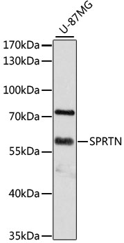 SPRTN Polyclonal Antibody (100 µl)