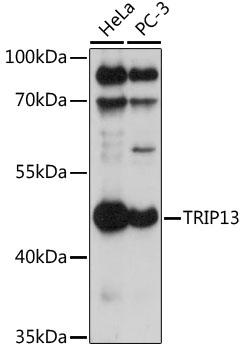 TRIP13 Polyclonal Antibody (100 µl)