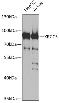 XRCC5 Polyclonal Antibody (50 µl)